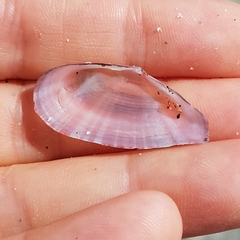 Moerella pulchella