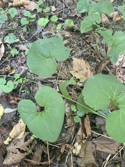 Asarum
