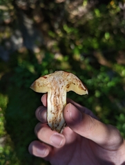 Suillus brevipes