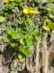Peperomia urvilleana