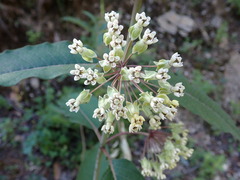 Asclepias similis