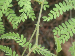Mimoseae