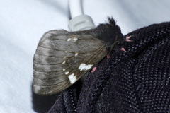 Paradirphia andicola