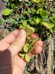 Peperomia urvilleana