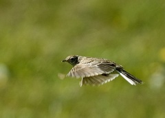 Alauda arvensis