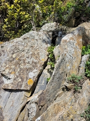 Peperomia urvilleana