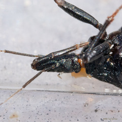 Triatoma protracta