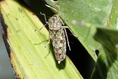 Proconiini