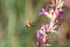 Bombus pascuorum