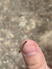 Phryganidia californica