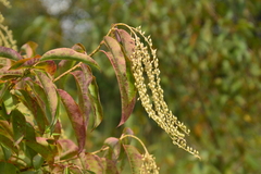 Oxydendrum arboreum