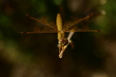 Perithemis intensa