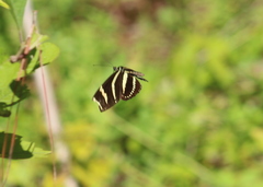 Heliconius charithonia