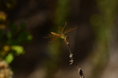 Perithemis intensa