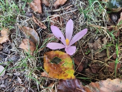 Crocus nudiflorus