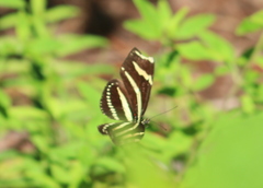 Heliconius charithonia