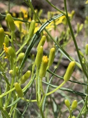 Senecio spartioides