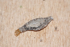 Phereoeca