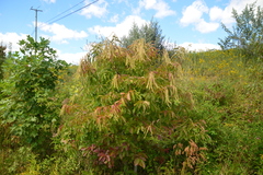 Oxydendrum arboreum