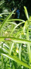 Zelus grassans