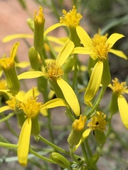 Senecio spartioides