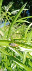 Zelus grassans