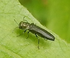 Agrilus lacustris