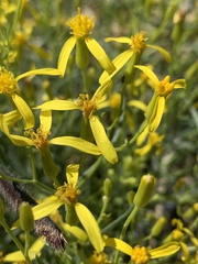 Senecio spartioides