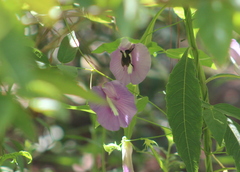 Centrosema virginianum