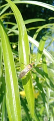 Zelus grassans