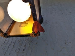 Anisota virginiensis