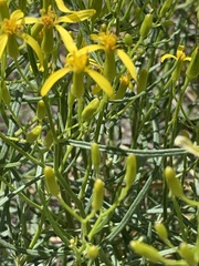 Senecio spartioides