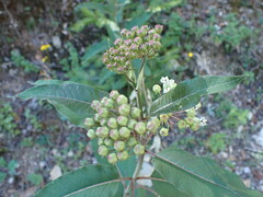 Asclepias similis