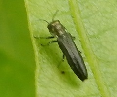Agrilus lacustris