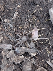 Theraphosinae