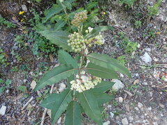 Asclepias similis