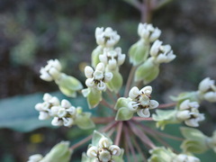 Asclepias similis
