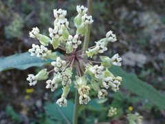Asclepias similis