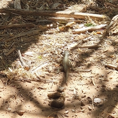 Sceloporus tristichus