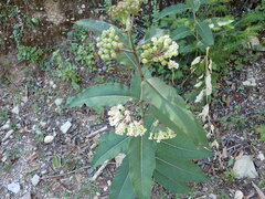 Asclepias similis