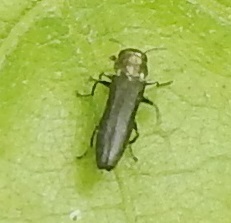 Agrilus lacustris
