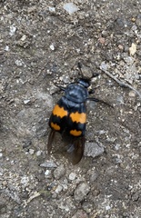 Nicrophorus vespilloides