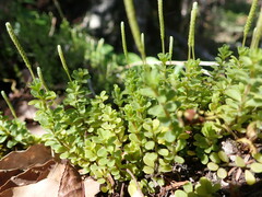 Peperomia berlandieri