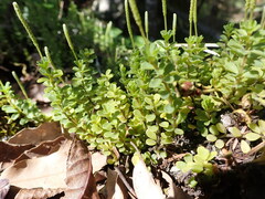 Peperomia berlandieri