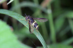 Chrysotoxum bicinctum