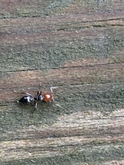 Crematogaster scutellaris