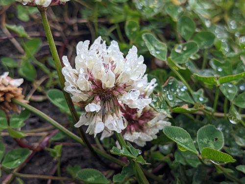 Bijela djetelina (Trifolium repens)