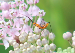 Zelus longipes