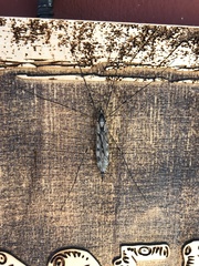 Tipula