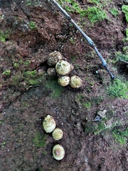 Calostoma ravenelii